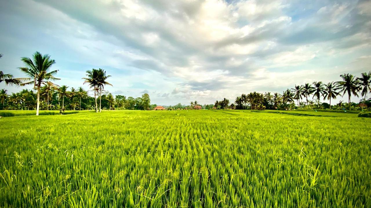 Villa Sawah Ramah อูบุด ภายนอก รูปภาพ